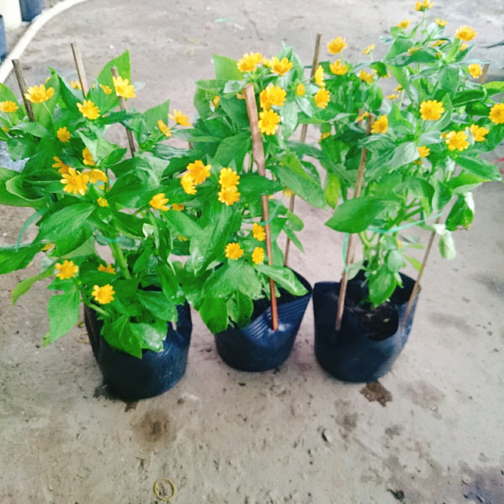 Cây Hoa Cúc Mặt Trời , mang lại may mắn, cây cao 30cm video thực tế