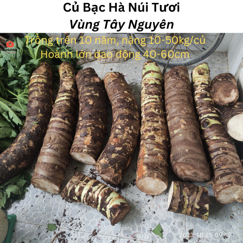 1kg Củ Bạc Hà Núi Tươi (Củ Ráy) - (Hoành từ 35-50cm) - Vùng Núi Rừng ...