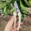 Combo Kéo Cắt Cành Tỉa Cành Cưa Gấp Gọn SK5 Japan Dụng Cụ Làm Vườn Cây Cảnh Bonsai - GD Smart