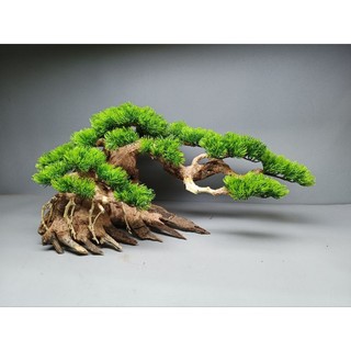 Cây Gỗ Lũa Bonsai hai thân ( Mẫu Tử ) dành cho bể cá, bể thủy sinh 50 cm trở lên