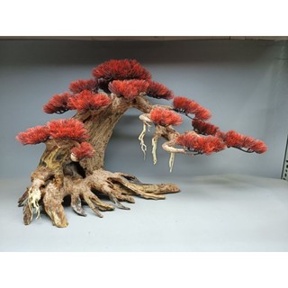 Cây Gỗ Lũa Bonsai hai thân ( Mẫu Tử ) dành cho bể cá, bể thủy sinh 50 cm trở lên