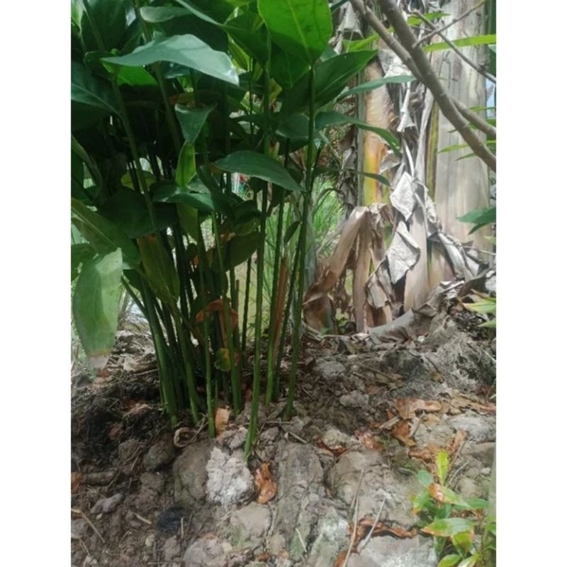 cây riềng, củ riềng tươi 2 cây . | Shopee Việt Nam