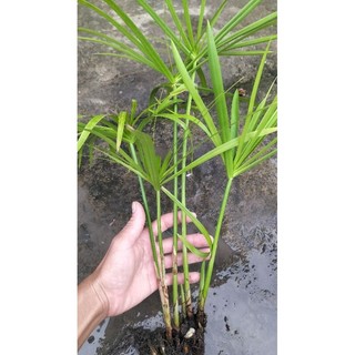thủy trúc. thủy trúc thái