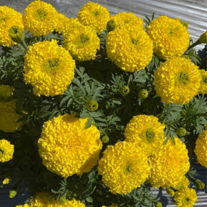 Hạt Giống Hoa Vạn Thọ Lùn PH06 Vàng Chanh Nhụy Xanh - Phượng Hoàng