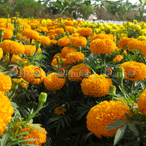 Hoa Vạn Thọ Thái Lùn PH46 Cam Đỏ Hạt Giống - Phượng Hoàng