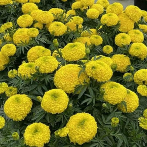 Hạt Giống Hoa Vạn Thọ Lùn PH06 Vàng Chanh Nhụy Xanh - Phượng Hoàng