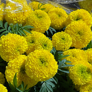Hạt Giống Hoa Vạn Thọ Lùn PH06 Vàng Chanh Nhụy Xanh - Phượng Hoàng