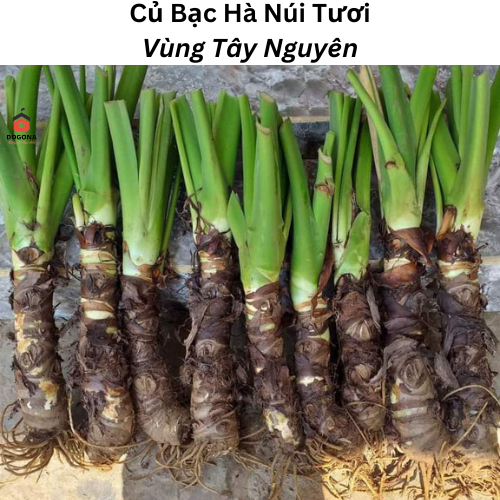 2kg Củ Bạc Hà Núi Tươi (Củ Ráy) - Vùng Núi Rừng Dăk Lăk - Đất Đỏ Bazan ...