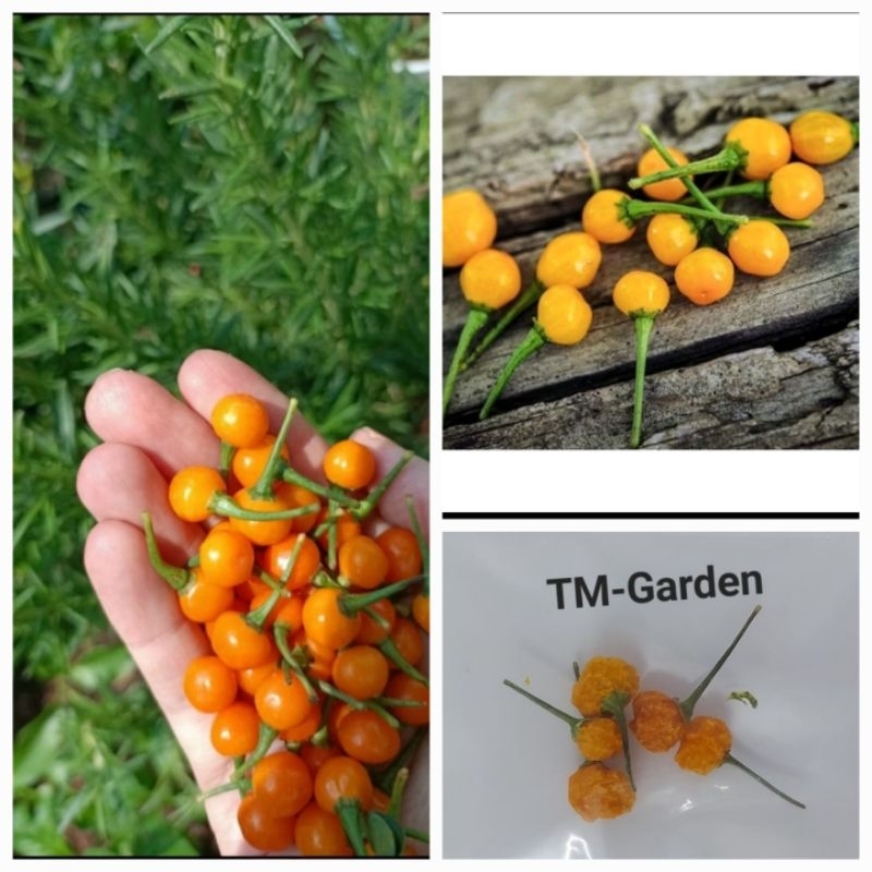 Giá Tốt - 5 Trái ớt ( tầm 80-90 hạt) peru đắt nhất thế giới đã sấy khô ...