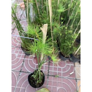 thủy trúc. thủy trúc thái