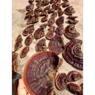 🍄 Nấm Hồng Chi[ Nấm Tự Nhiên Rừng Tây Bắc] Gói 1Kg
