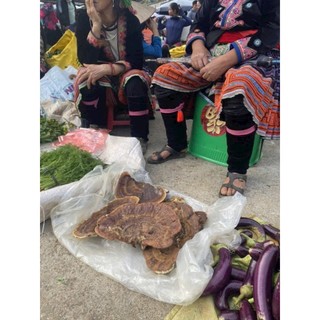 🍄 Nấm Hồng Chi[ Nấm Tự Nhiên Rừng Tây Bắc] Gói 1Kg