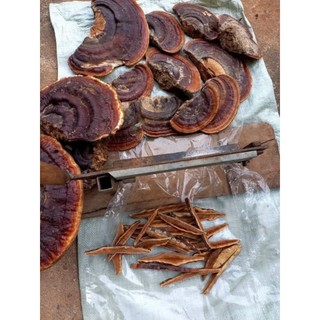 🍄 Nấm Hồng Chi[ Nấm Tự Nhiên Rừng Tây Bắc] Gói 1Kg