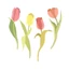 Hình ủi, Hình Ép Nhiệt Hoa Tulip 38
