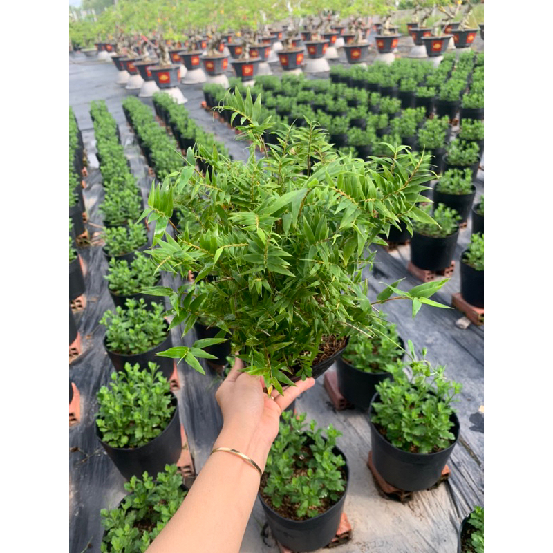 [SHOP SỈ] Cây trúc tăm mini để làm hòn nam bộ, tiểu cảnh mini | Shopee ...