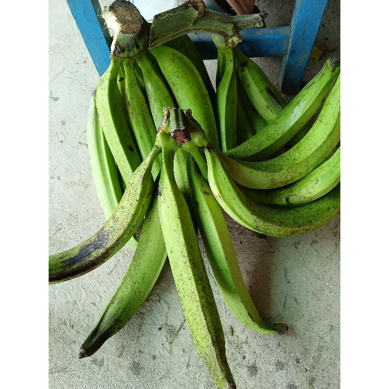 Green Bananas or Plantain ( CHUỐI TÁ QUẠ SỐNG Y ẢNH ) | Shopee Việt Nam