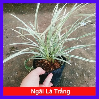 Cây Ngãi Lá Trắng - cây cảnh phong thủy để bàn mang lại may mắn cho gia chủ