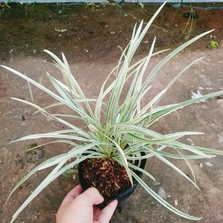 Cây Ngãi Lá Trắng - cây cảnh phong thủy để bàn mang lại may mắn cho gia chủ