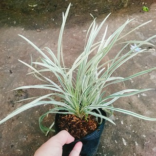 Cây Ngãi Lá Trắng - cây cảnh phong thủy để bàn mang lại may mắn cho gia chủ
