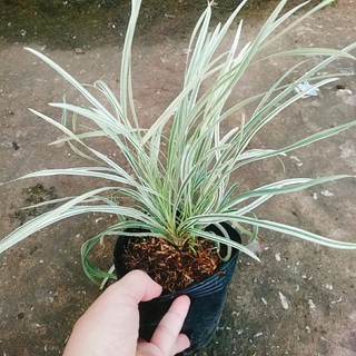 Cây Ngãi Lá Trắng - cây cảnh phong thủy để bàn mang lại may mắn cho gia chủ