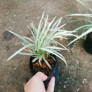 Cây Ngãi Lá Trắng - cây cảnh phong thủy để bàn mang lại may mắn cho gia chủ