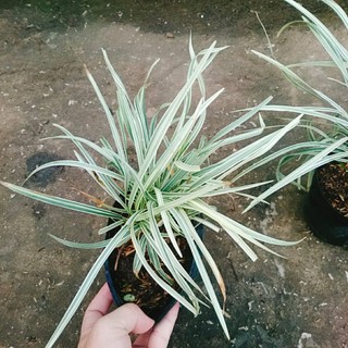 Cây Ngãi Lá Trắng - cây cảnh phong thủy để bàn mang lại may mắn cho gia chủ