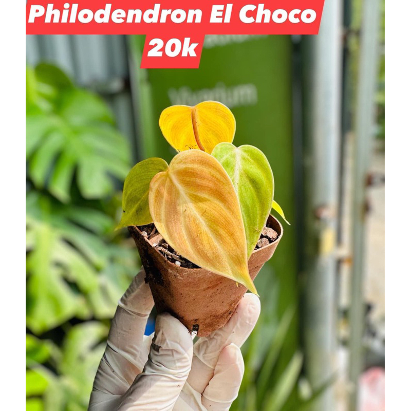 cây Kiểng mini El Choco