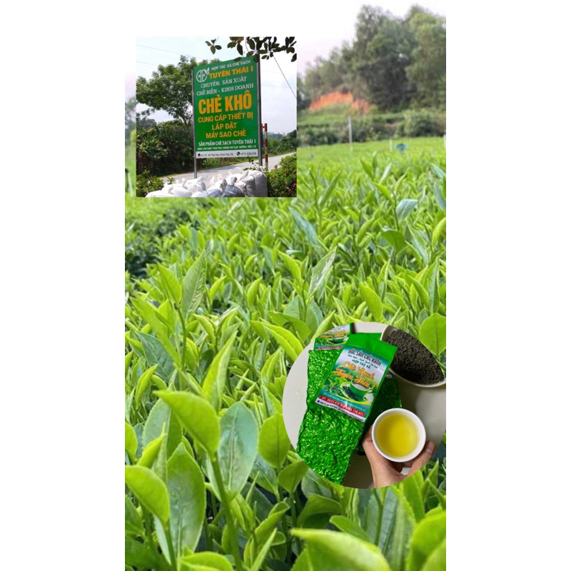 Trà sạch an toàn,trà khô,trà bắc(trà mộc tự nhiên,hữu cơ) | Shopee Việt Nam