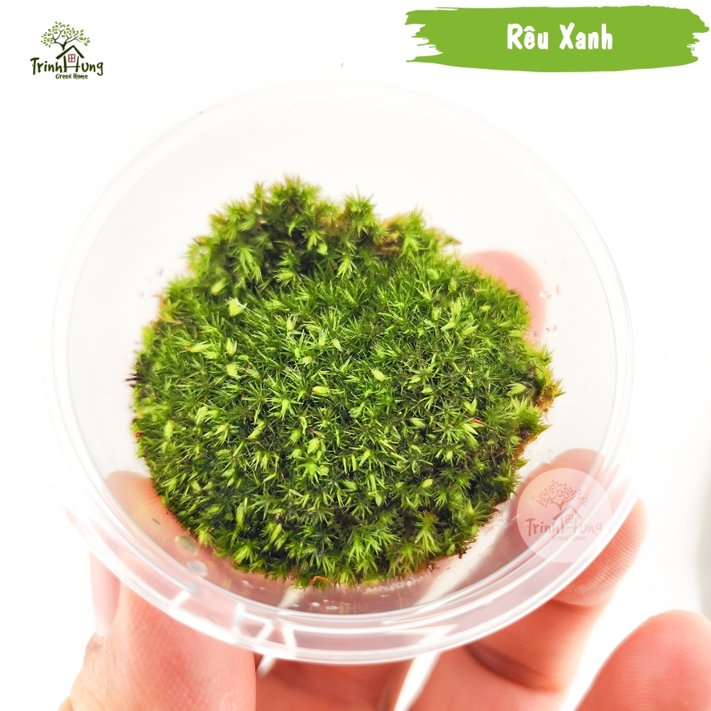 [TỔNG HỢP] Các loại rêu đẹp setup bán cạn, terrarium, bonsai, trang trí ...