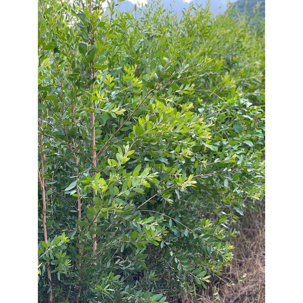 Tinh dầu treo xe khử mùi oto – Khử mùi tràm ấm Origin 6.5ml
