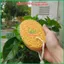 Bọt Biển Sáng Tạo Sơn Hiệu Ứng 15,5cm Minh Phát - Màu Cà Phê