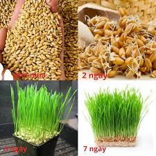 Hạt giống cỏ lúa mạch ,lúa mì ,dể trồng,nãy mầm tốt, dinh dưỡng cao(gói ...