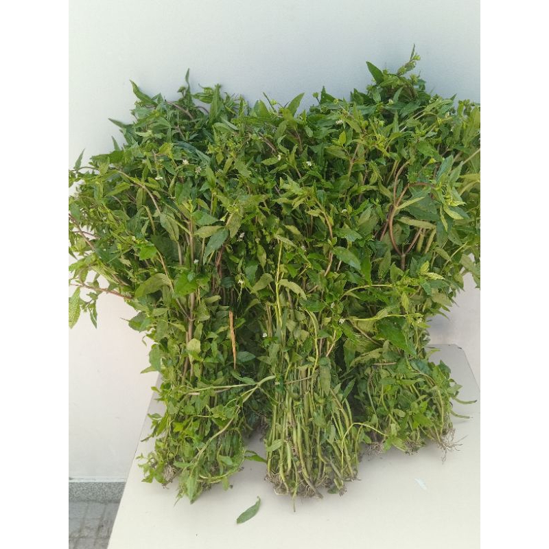 1kg cây cỏ mực lá cỏ mực tươi