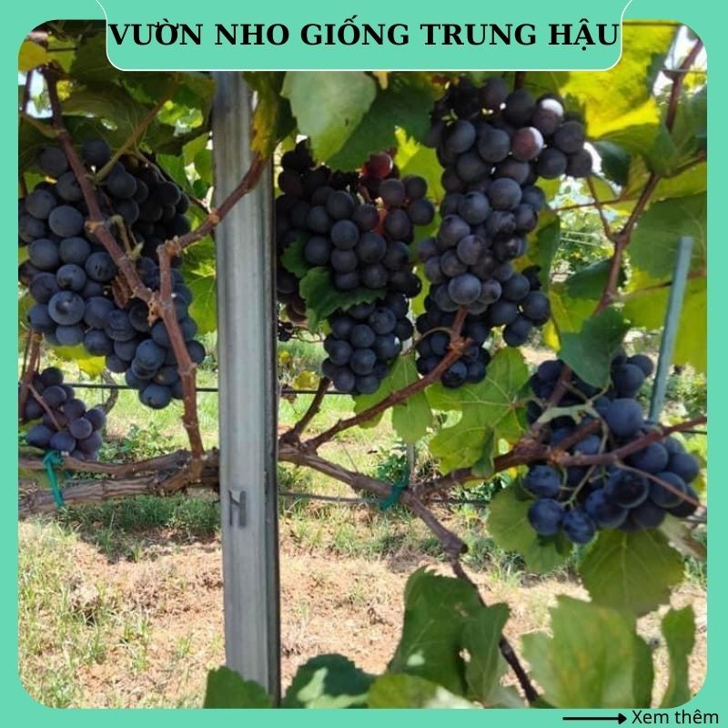 Cây nho giống Kyoho đen thân dây leo giàn trồng chậu NK11 | Shopee Việt Nam