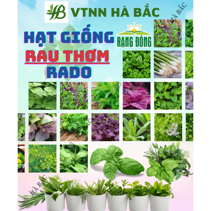 Hạt Giống Rau Thơm RADO Dễ Trồng Và Chăm Sóc, Mọc Quanh Năm - Hạt giống Rau Củ Quả Rạng Đông