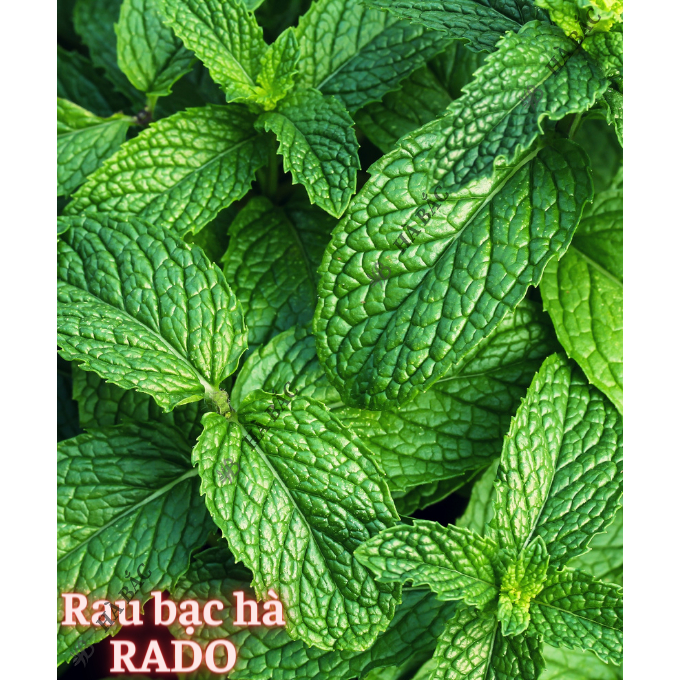 Hạt Giống Rau Thơm RADO Dễ Trồng Và Chăm Sóc, Mọc Quanh Năm - Hạt giống Rau Củ Quả Rạng Đông