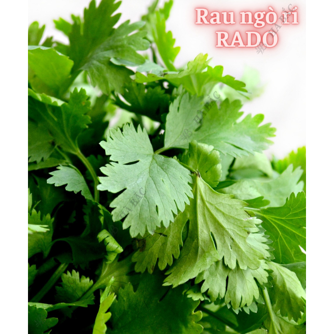 Hạt Giống Rau Thơm RADO Dễ Trồng Và Chăm Sóc, Mọc Quanh Năm - Hạt giống Rau Củ Quả Rạng Đông