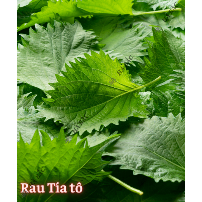 Hạt Giống Rau Thơm RADO Dễ Trồng Và Chăm Sóc, Mọc Quanh Năm - Hạt giống Rau Củ Quả Rạng Đông