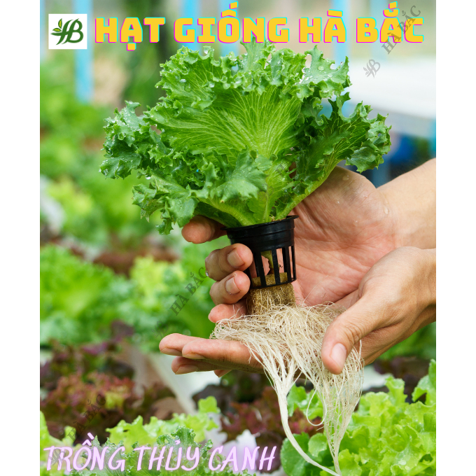 Hạt Giống Xà Lách RADO Nảy Mầm Tốt, Dễ Trồng, Dễ Chăm Sóc, Nhanh Thu Hoạch - Hạt Giống Rạng Đông