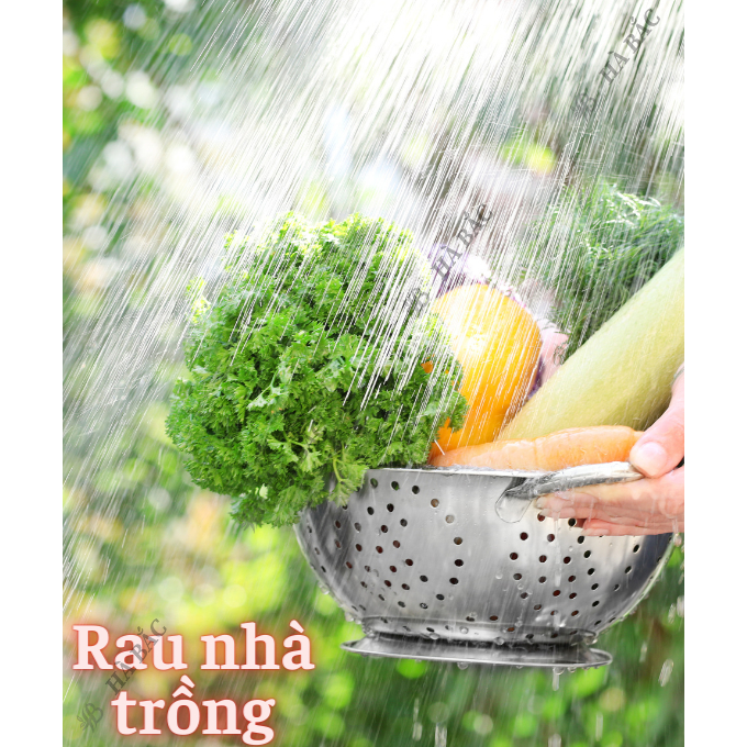 Hạt Giống Cải RADO Nảy Mầm Tốt, Dễ Trồng, Mọc Quanh Năm, Nhanh Thu Hoạch - Hạt Giống Rạng Đông
