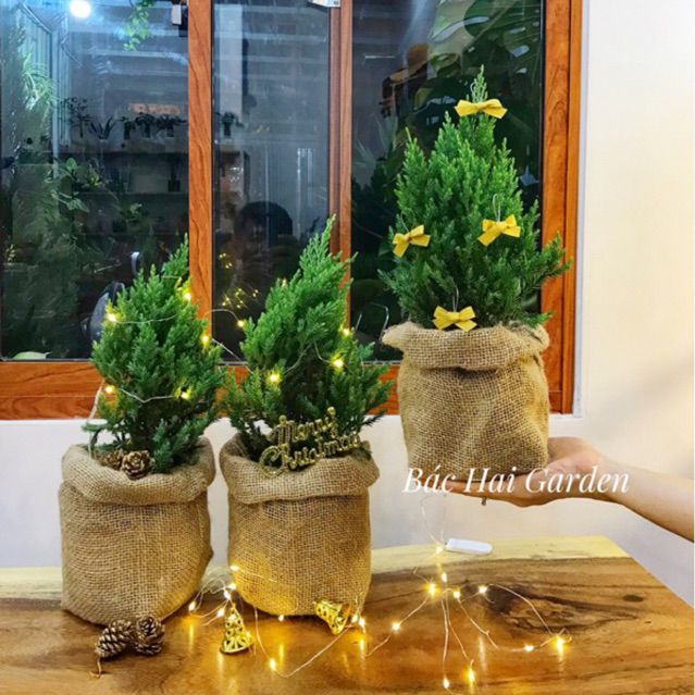 [Ship hỏa tốc] Cây Tùng Sơn size 30-40cm trang trí giáng sinh- Noel đẹp kèm túi bố vintage