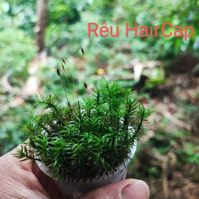 Rêu terrarium, bán cạn, tiểu cảnh..(có loại độc quyền) | Shopee Việt Nam