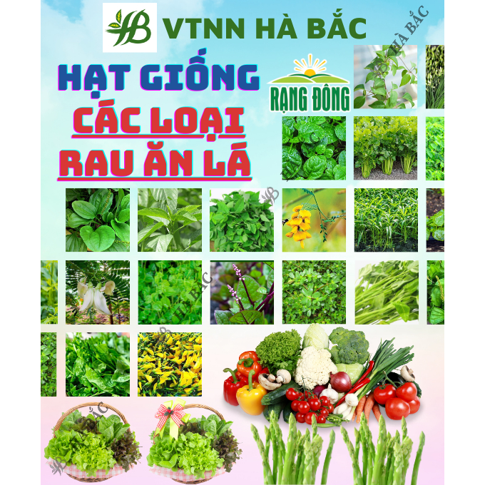 Hạt Giống Rau Ăn Lá RADO Sinh Trưởng Tốt, Trồng Quanh Năm, Dễ Chăm Sóc - Hạt Giống Rau Củ Quả Rạng Đông