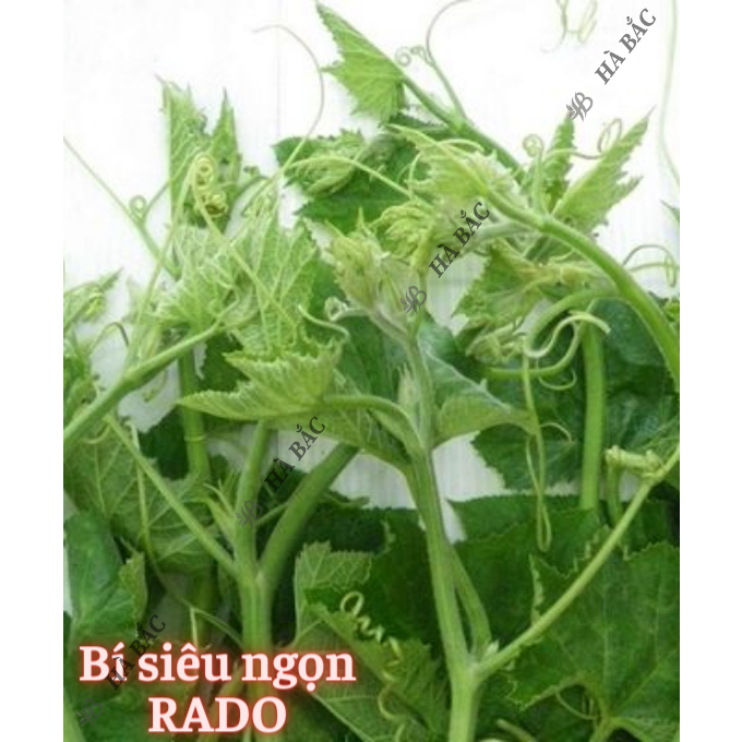 Hạt Giống Rau Ăn Lá RADO Sinh Trưởng Tốt, Trồng Quanh Năm, Dễ Chăm Sóc - Hạt Giống Rau Củ Quả Rạng Đông