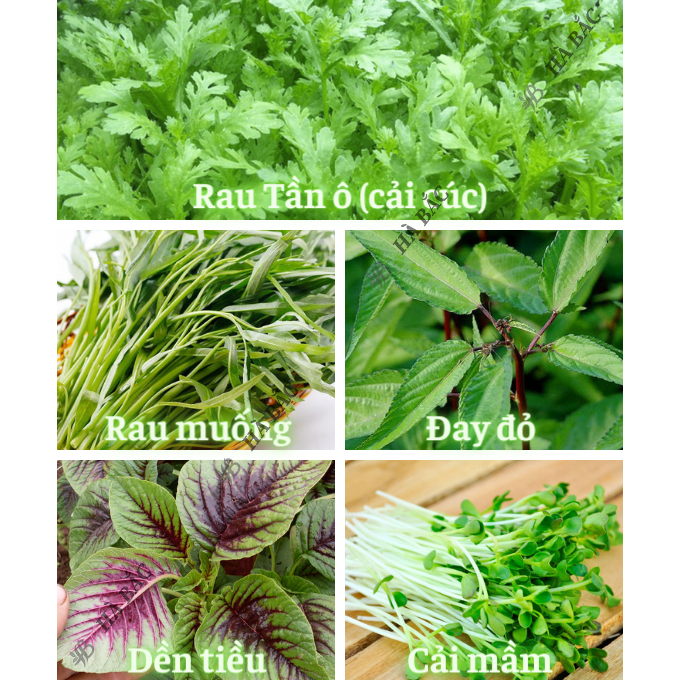 Hạt Giống Rau Ăn Lá RADO Sinh Trưởng Tốt, Trồng Quanh Năm, Dễ Chăm Sóc - Hạt Giống Rau Củ Quả Rạng Đông