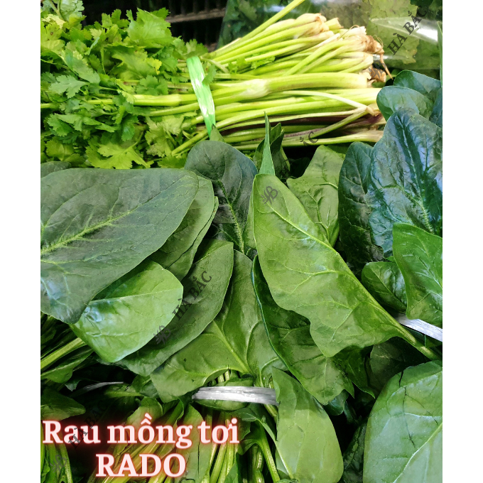 Hạt Giống Rau Ăn Lá RADO Sinh Trưởng Tốt, Trồng Quanh Năm, Dễ Chăm Sóc - Hạt Giống Rau Củ Quả Rạng Đông