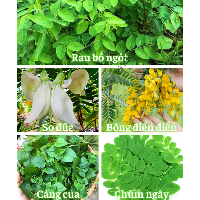 Hạt Giống Rau Ăn Lá RADO Sinh Trưởng Tốt, Trồng Quanh Năm, Dễ Chăm Sóc - Hạt Giống Rau Củ Quả Rạng Đông