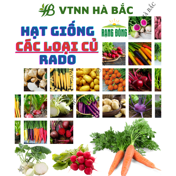 Hạt Giống Củ Cải, Cà Rốt, Su Hào, Atiso RADO Sinh Trưởng Khỏe, Trồng Quanh Năm, Hạt Giống Trồng Chậu Rạng Đông