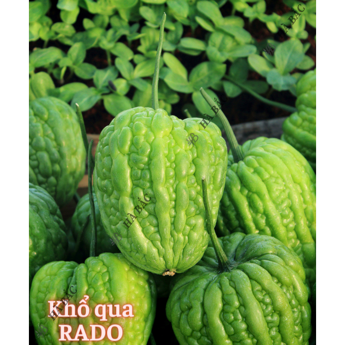 Hạt giống Mướp Ngọt - Mướp Đắng (Khổ Qua) Dễ Thu Hoạch, Trồng Quanh Năm - Hạt Giống Rau Củ Quả Rạng Đông
