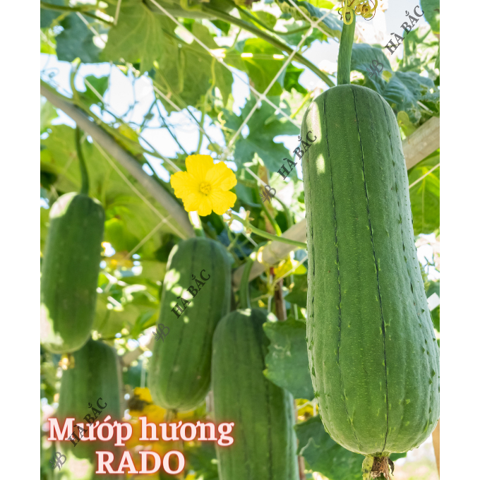Hạt giống Mướp Ngọt - Mướp Đắng (Khổ Qua) Dễ Thu Hoạch, Trồng Quanh Năm - Hạt Giống Rau Củ Quả Rạng Đông